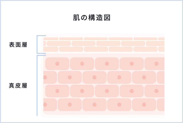 肌の構造図